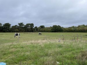 Photo 9- click for photo gallery